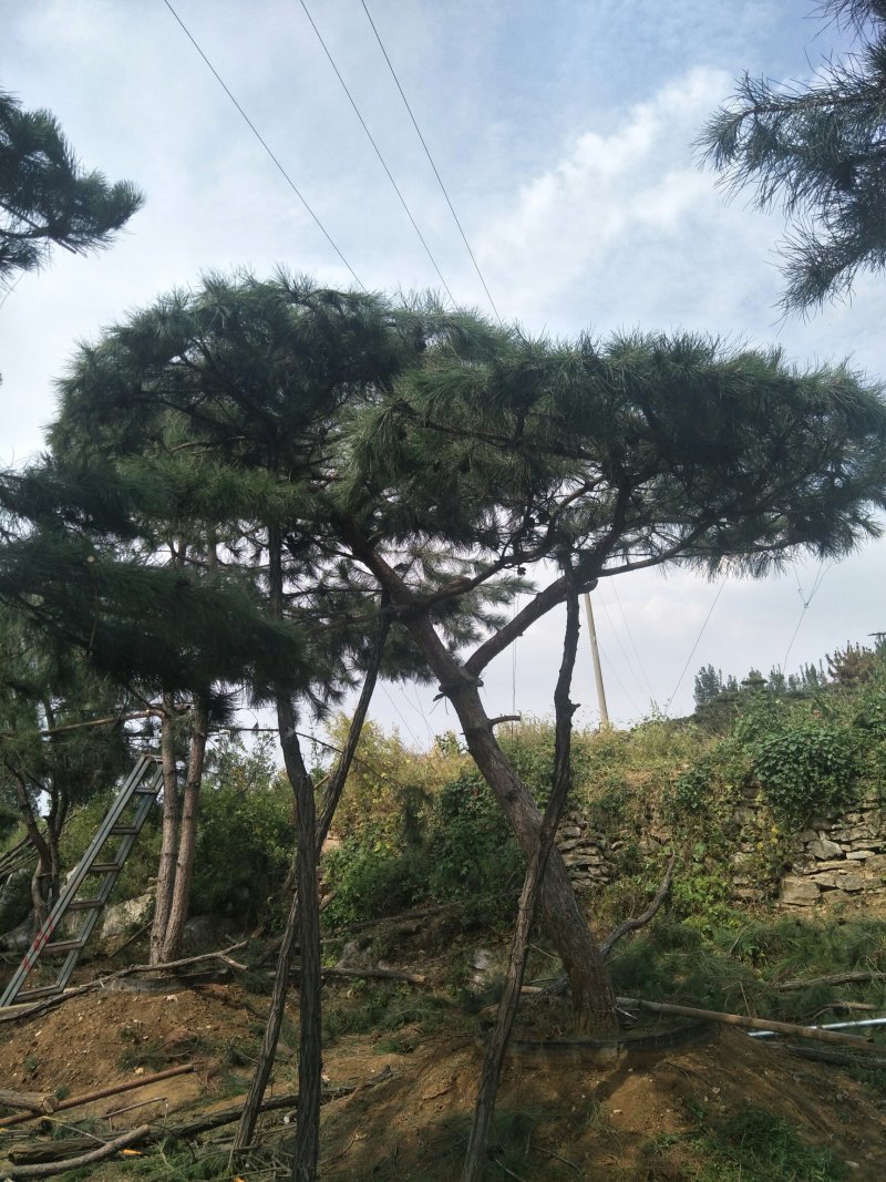 造型松