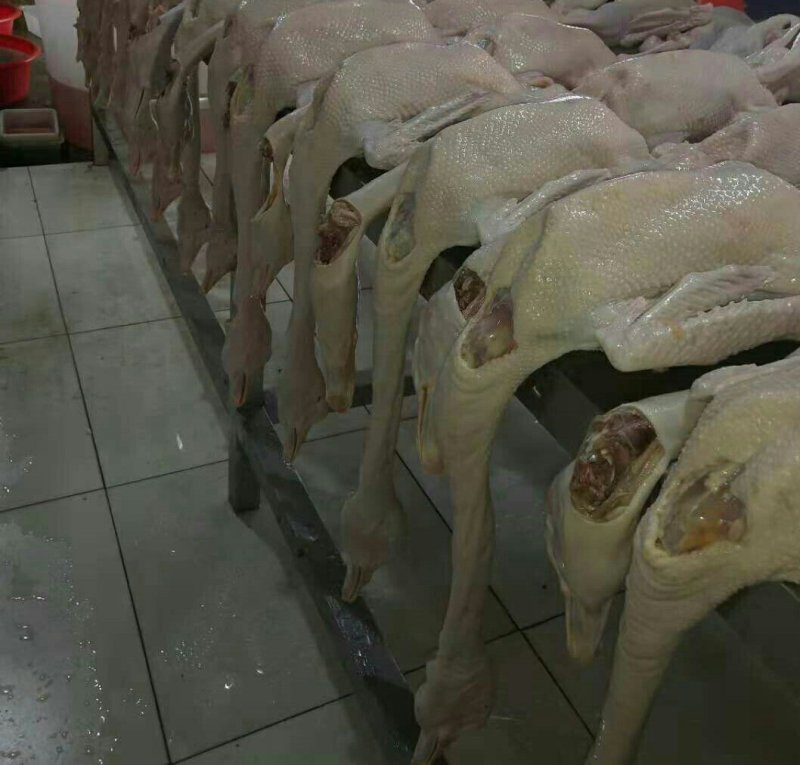 白条鹅