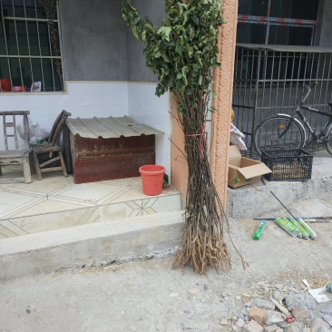 梨树苗