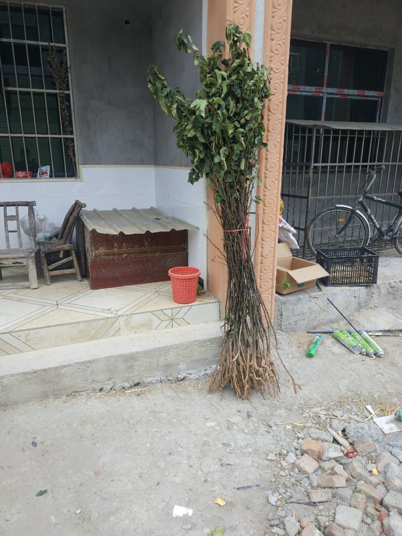 梨树苗