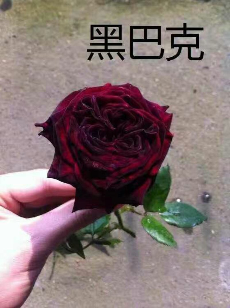 腾本月季，生长速度非常快，颜色鲜艳，花是香味浓郁，