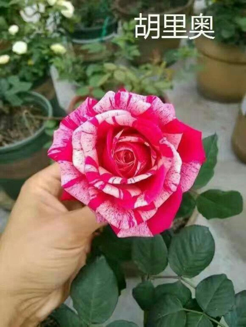 腾本月季，生长速度非常快，颜色鲜艳，花是香味浓郁，
