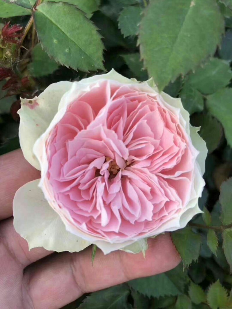 腾本月季，生长速度非常快，颜色鲜艳，花是香味浓郁，