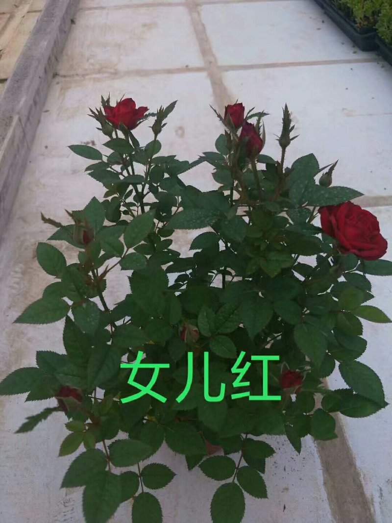 腾本月季，生长速度非常快，颜色鲜艳，花是香味浓郁，