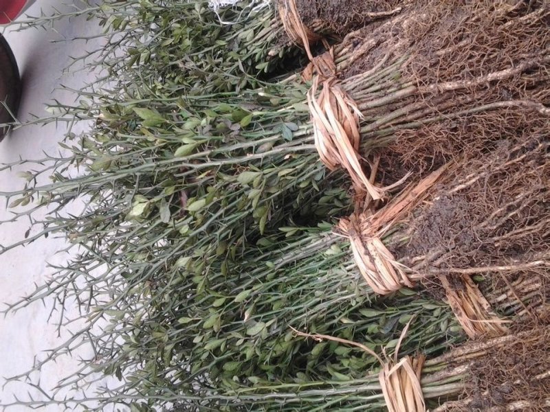供应枳壳苗枸橘小苗一米高枳壳树苗价格