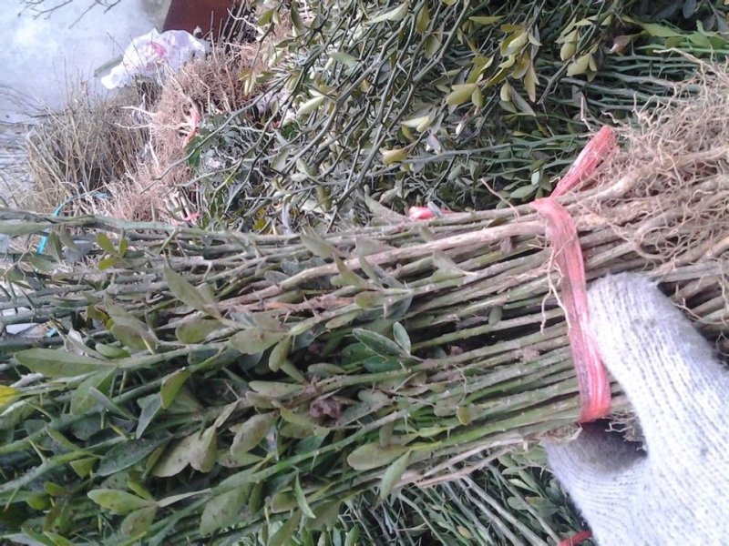 供应枳壳苗枸橘小苗一米高枳壳树苗价格