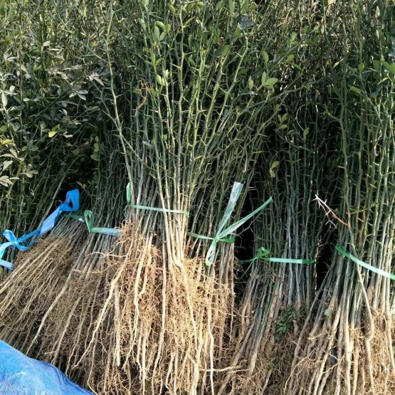 供应枳壳苗枸橘小苗一米高枳壳树苗价格