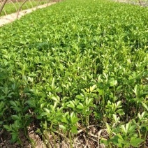 供应枳壳苗枸橘小苗一米高枳壳树苗价格