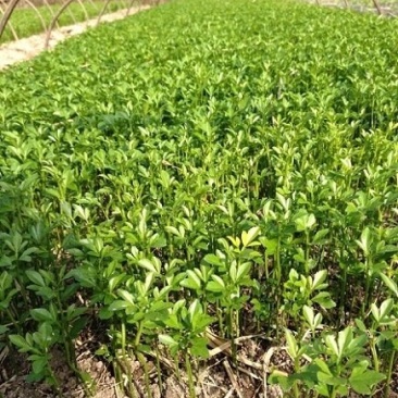 供应枳壳苗枸橘小苗一米高枳壳树苗价格
