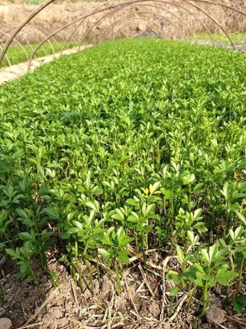 供应枳壳苗枸橘小苗一米高枳壳树苗价格