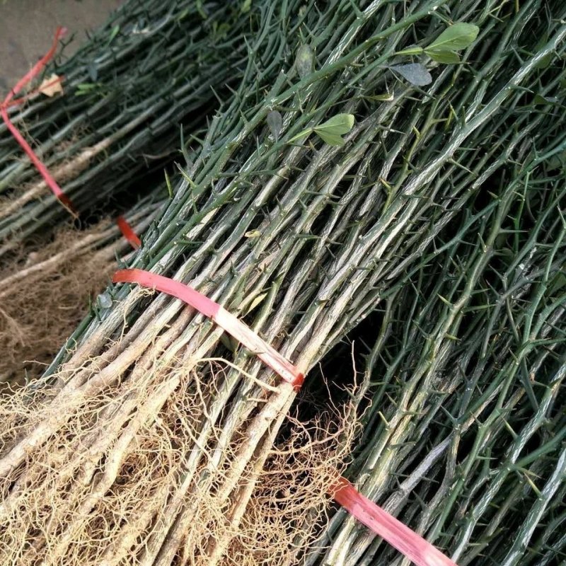 供应枳壳苗枸橘小苗一米高枳壳树苗价格