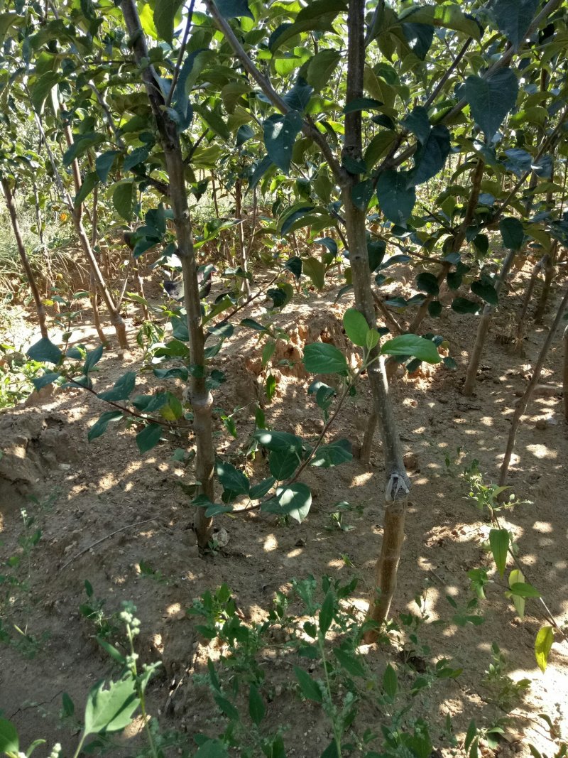 各种规格苹果树，梨树，李子树