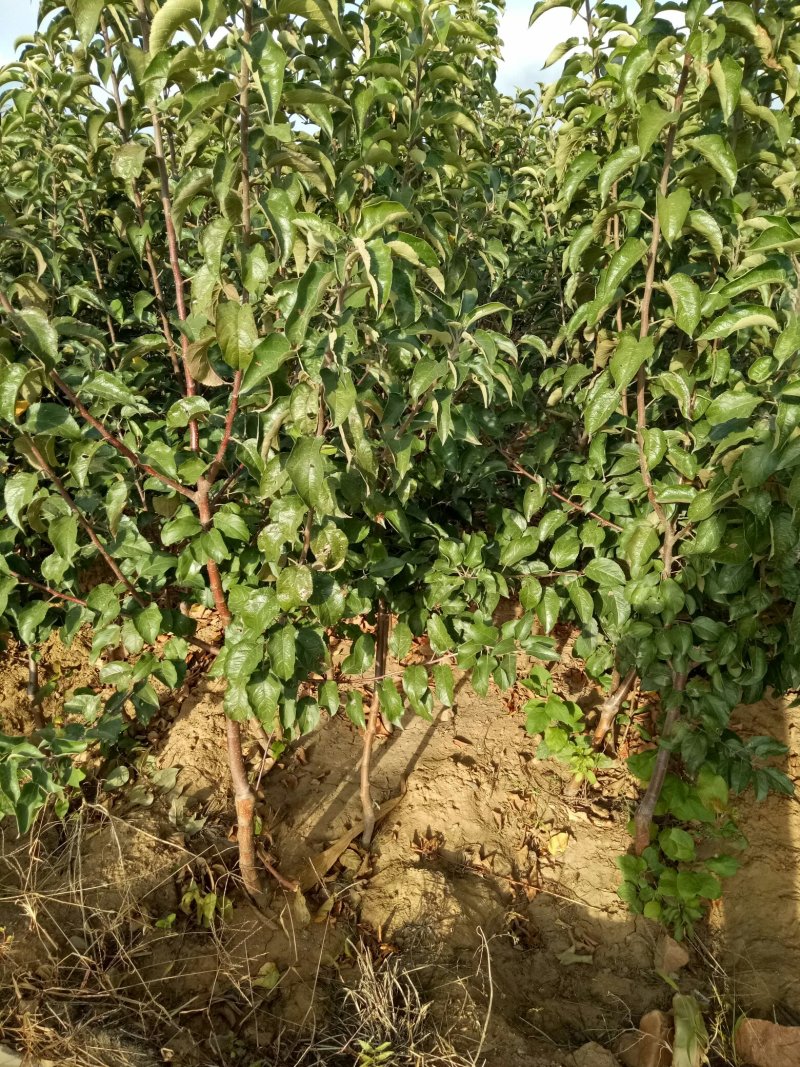 各种规格苹果树，梨树，李子树