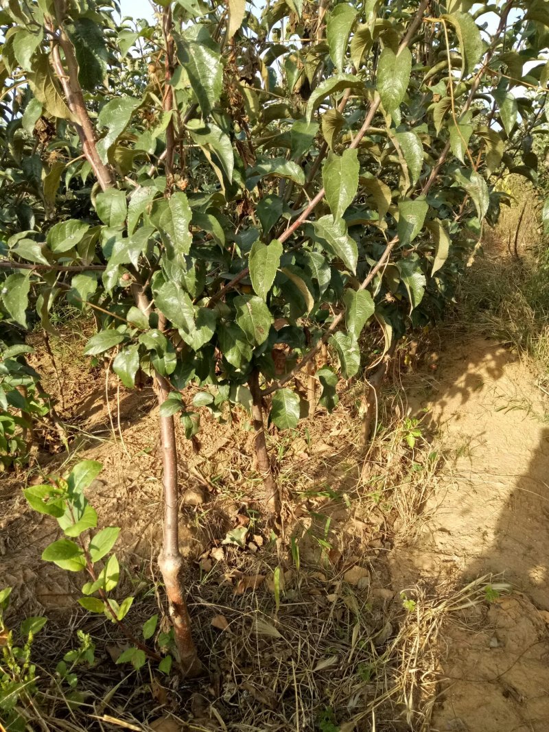 各种规格苹果树，梨树，李子树