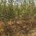 各种规格苹果树，梨树，李子树