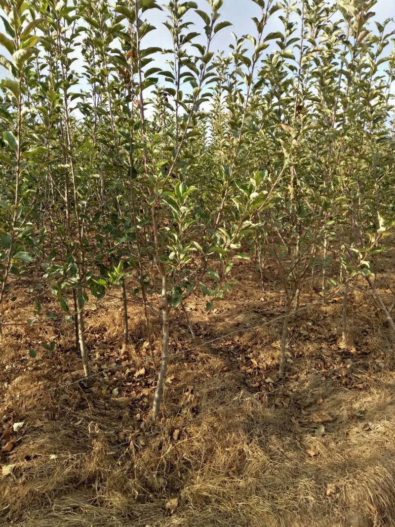 各种规格苹果树，梨树，李子树