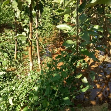 各种规格苹果树，梨树，李子树