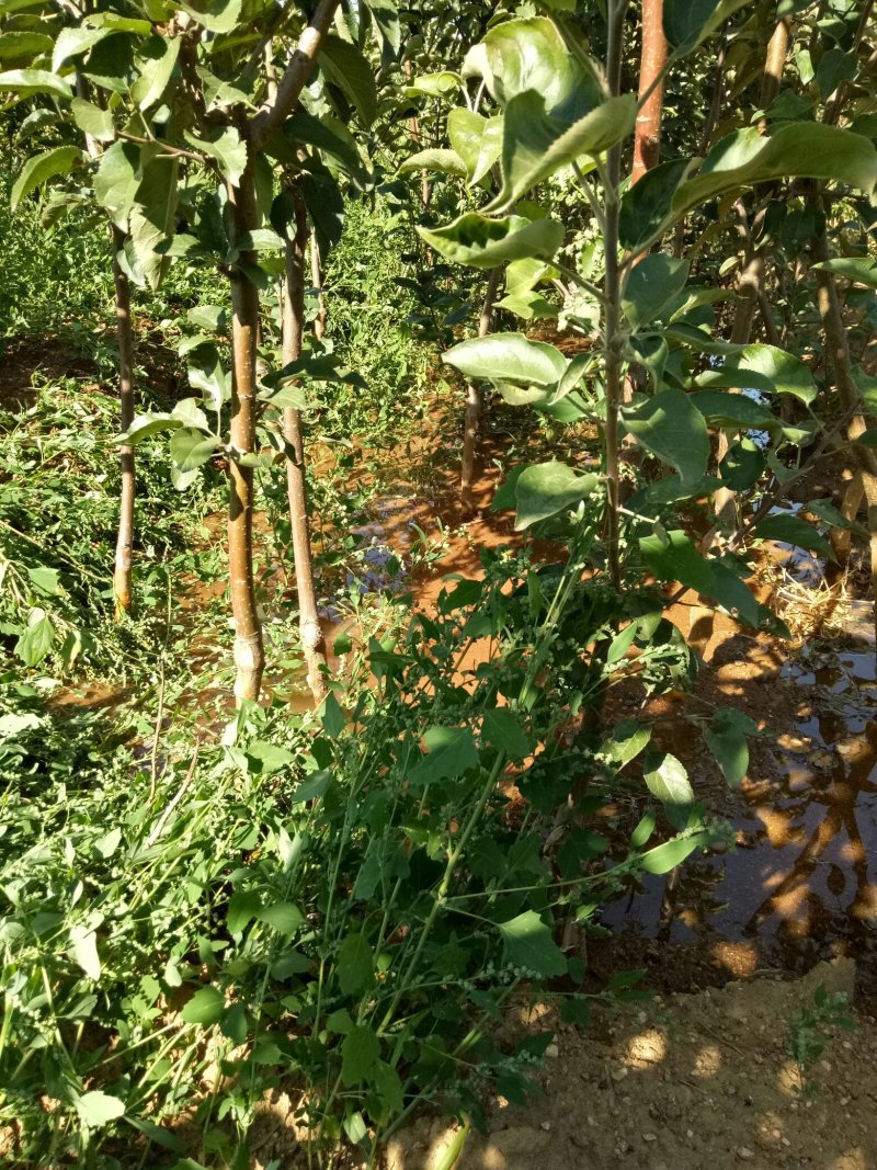 各种规格苹果树，梨树，李子树