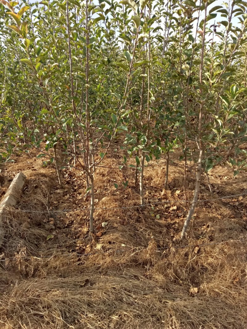 各种规格苹果树，梨树，李子树
