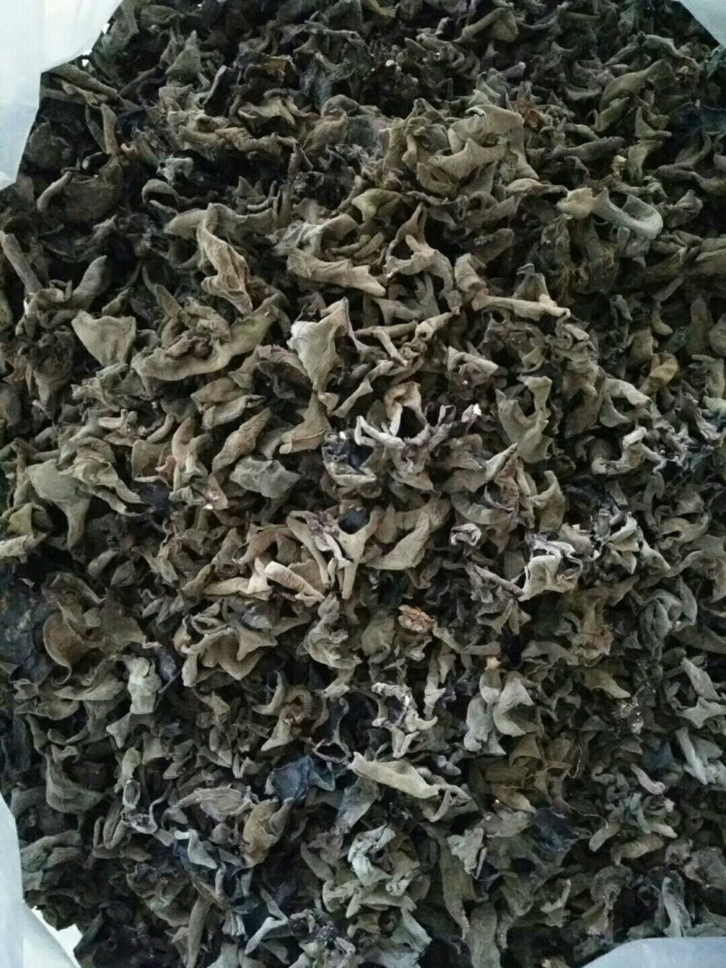 食用菌黑木耳