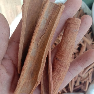 桂皮