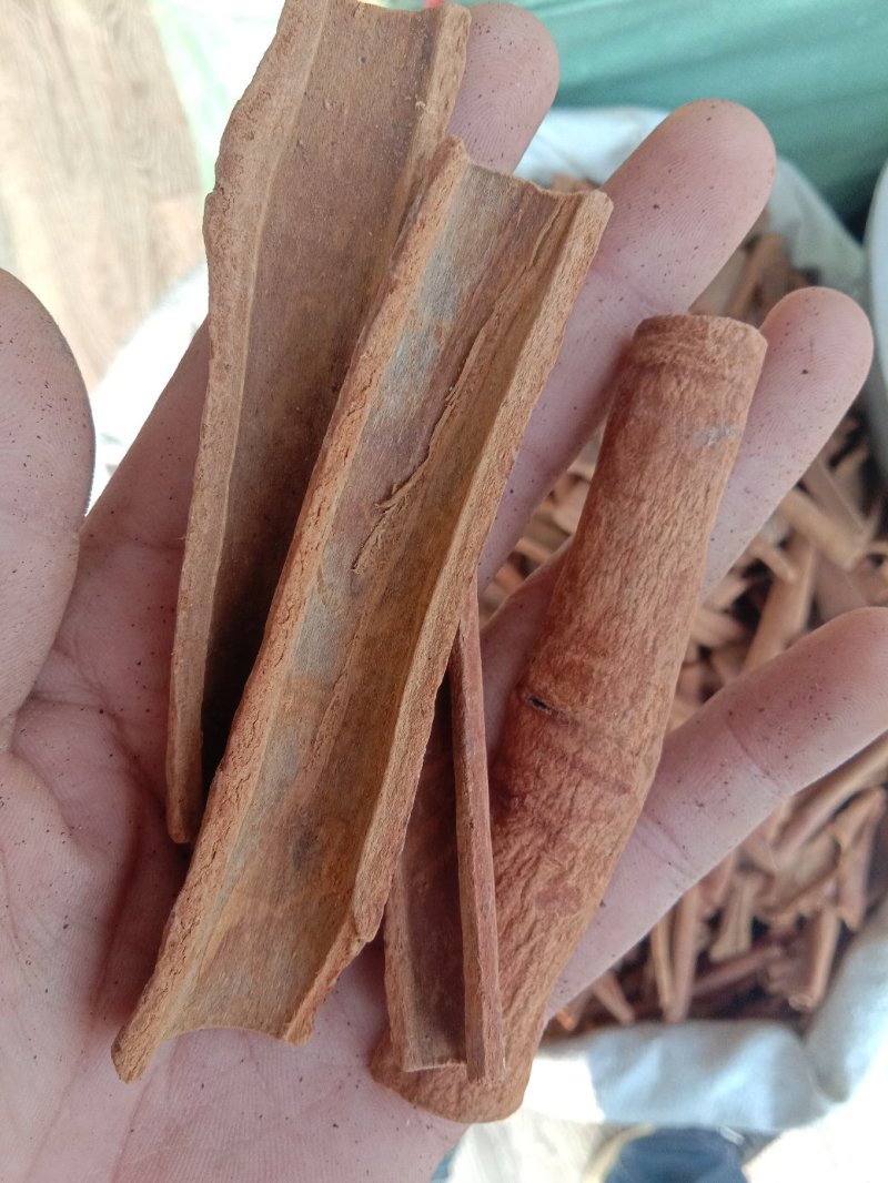 桂皮