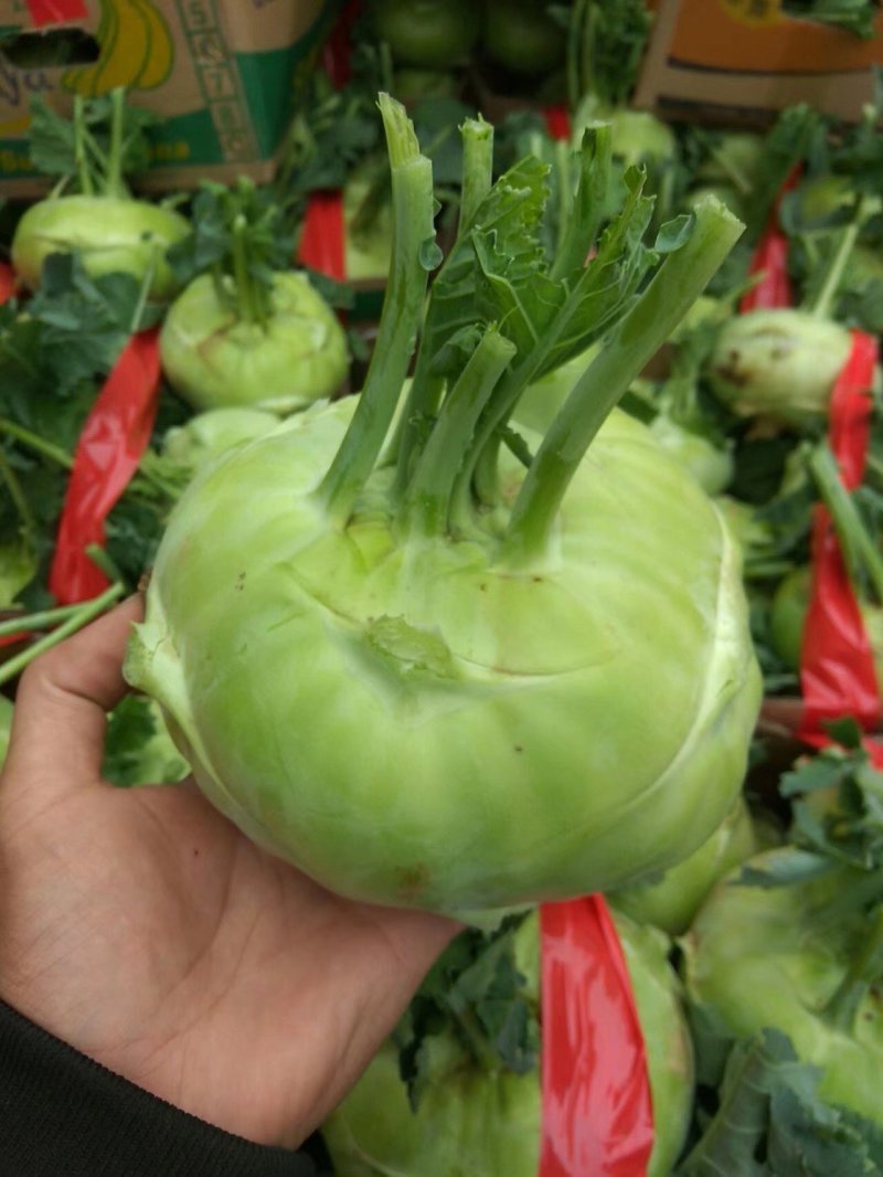苤蓝皮兰疙瘩芥菜大量供应酱菜厂市场，山东肥城芥菜疙瘩