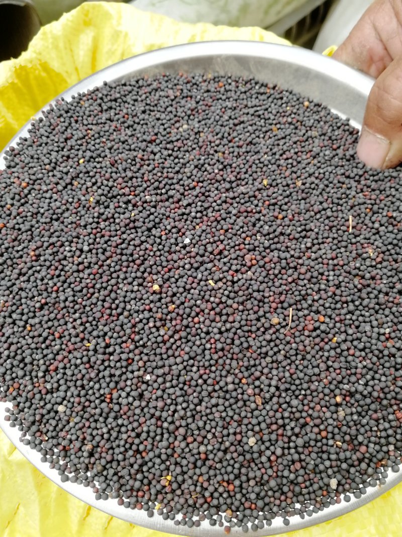 油菜籽