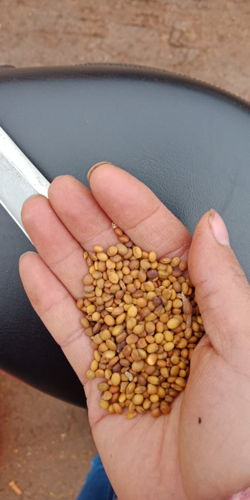 内蒙古野生苦豆子苦豆籽干净，一手货源，量大