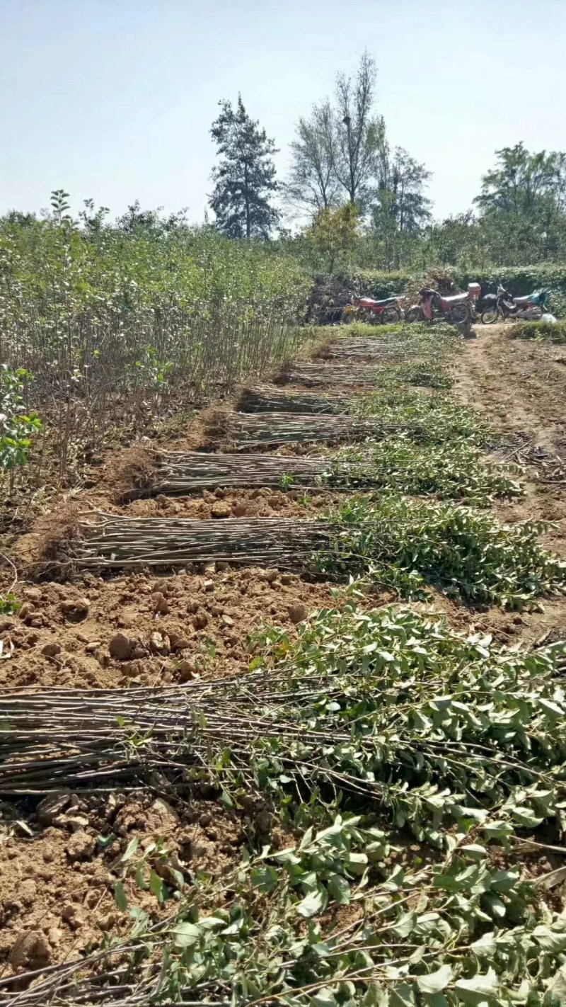 一年苹果苗，二年苹果苗