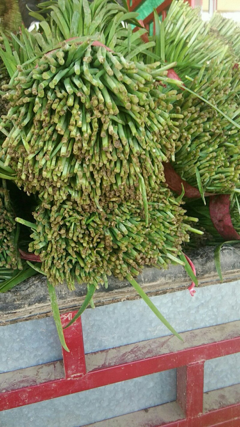 韭菜