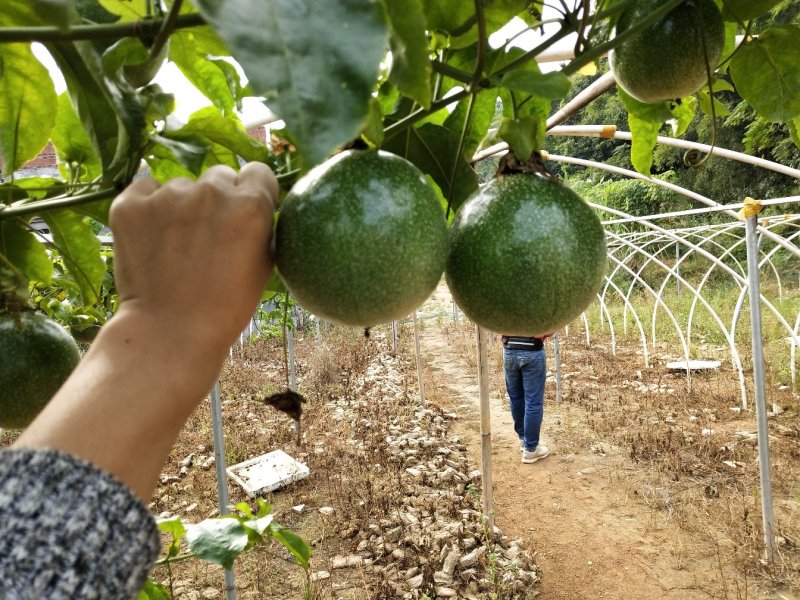 金霸百香果苗嫁接苗金霸果一斤一个当年结果
