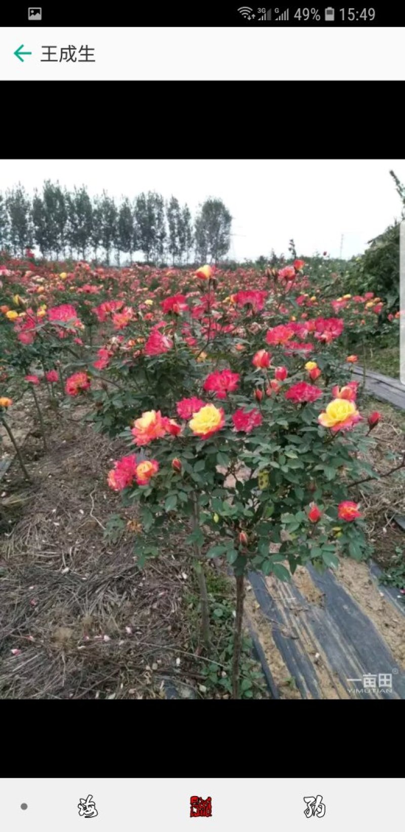 大花月季