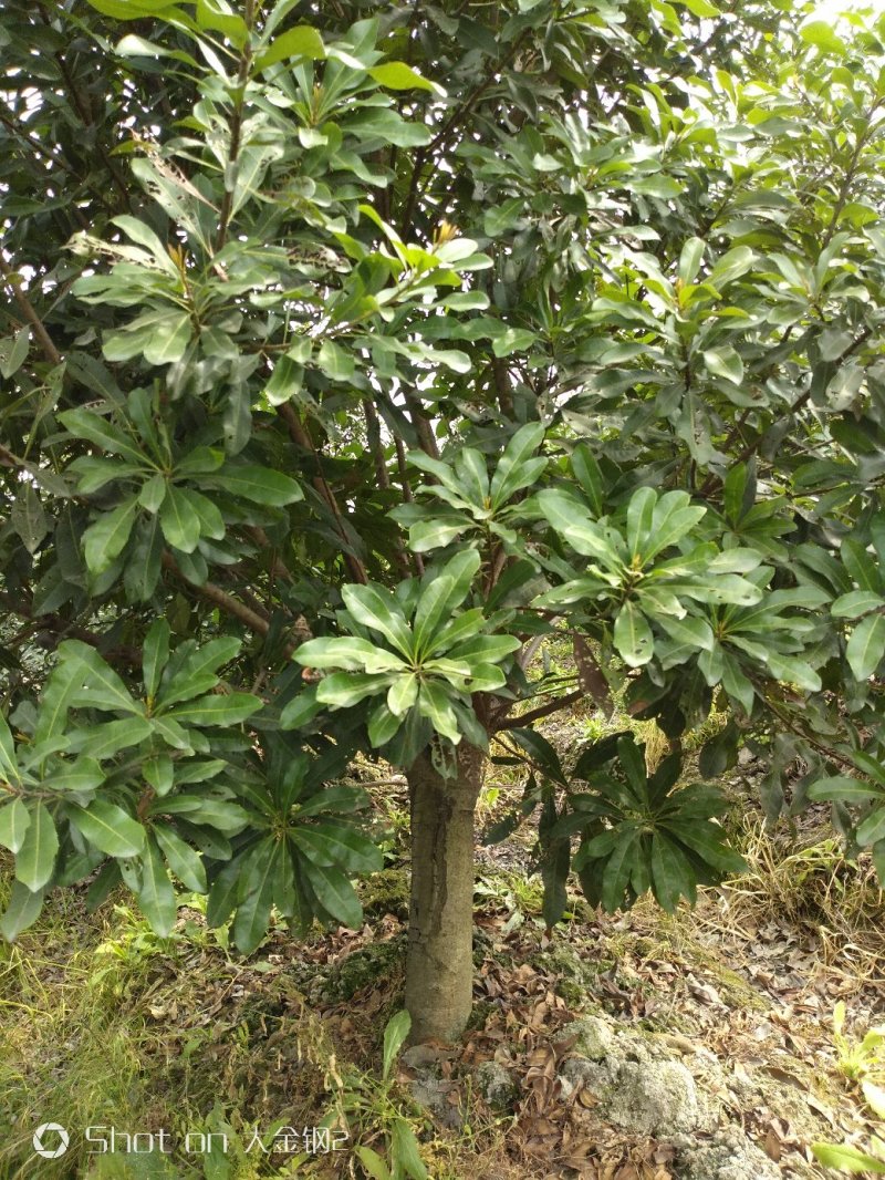 杨梅树12-14公分