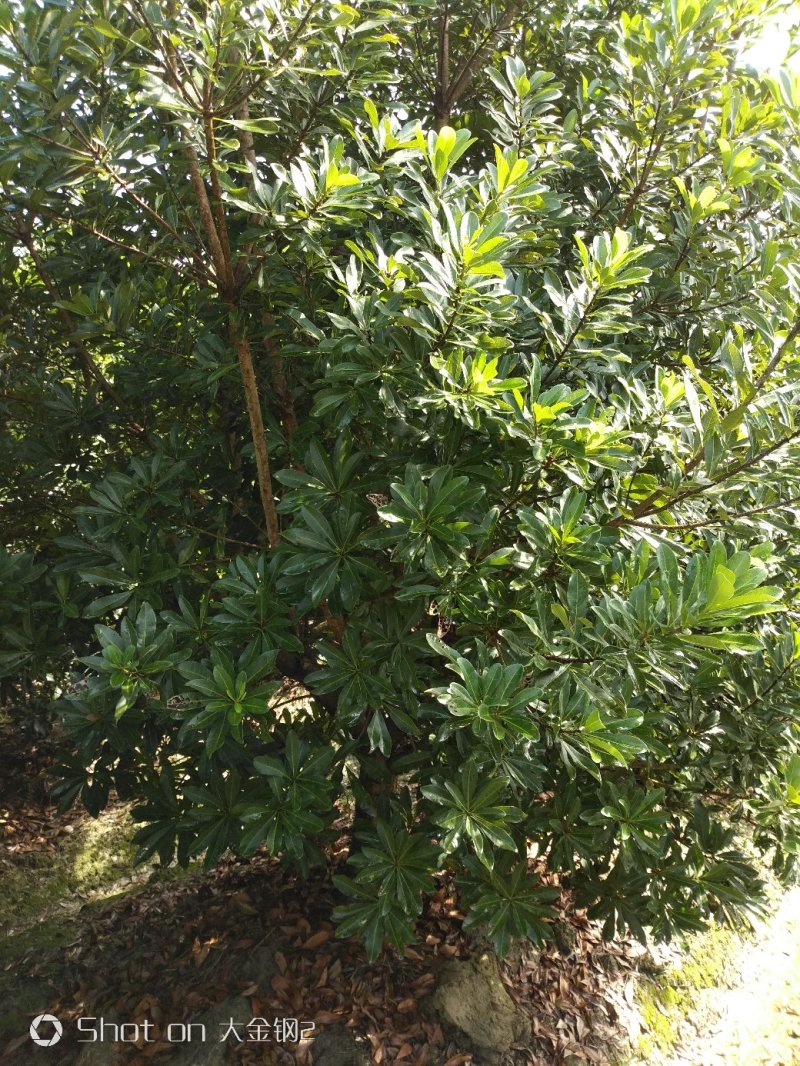 杨梅树12-14公分