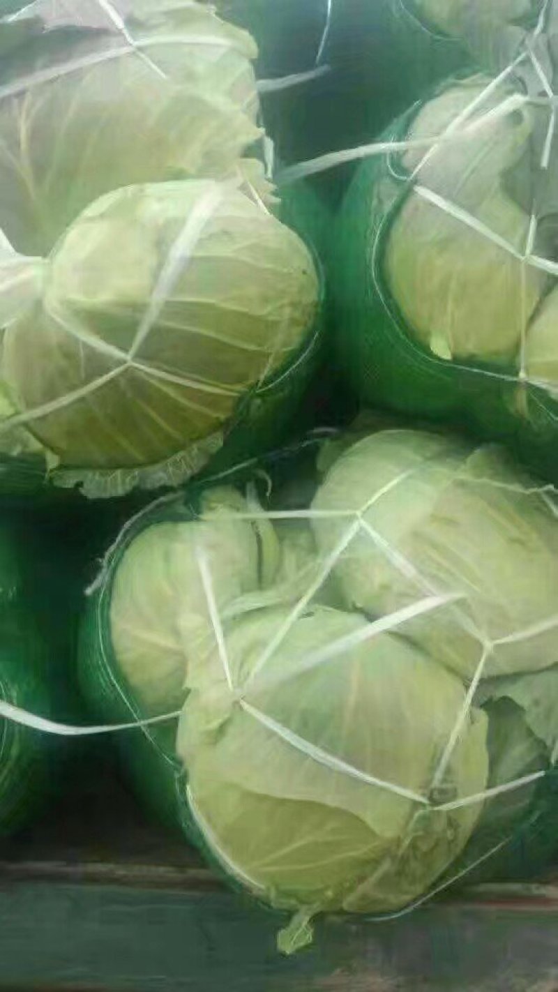 湖北嘉鱼潘家湾刘国林圆包菜，思特丹甘蓝，产地直发