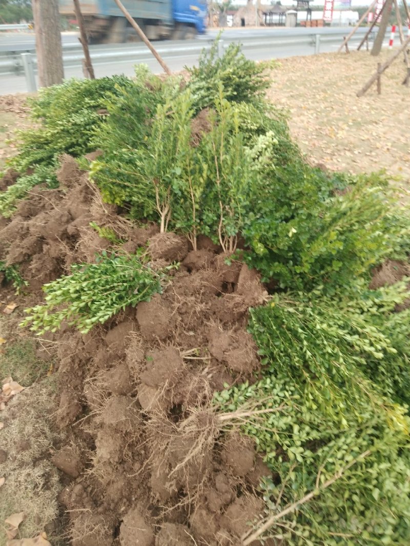 瓜子黄杨小叶黄杨，工程地被绿化苗木基地一手货源