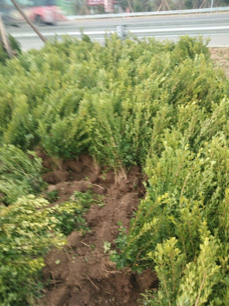 瓜子黄杨小叶黄杨，工程地被绿化苗木基地一手货源