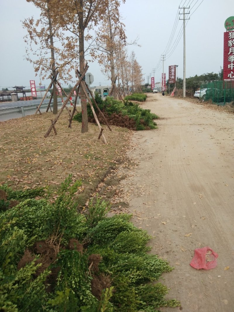瓜子黄杨小叶黄杨，工程地被绿化苗木基地一手货源
