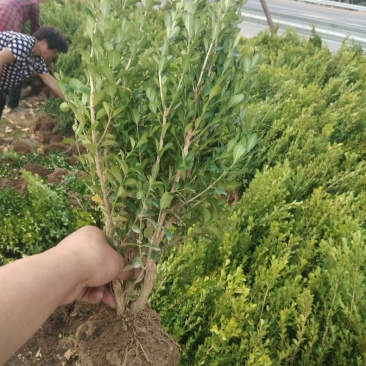 瓜子黄杨小叶黄杨，工程地被绿化苗木基地一手货源