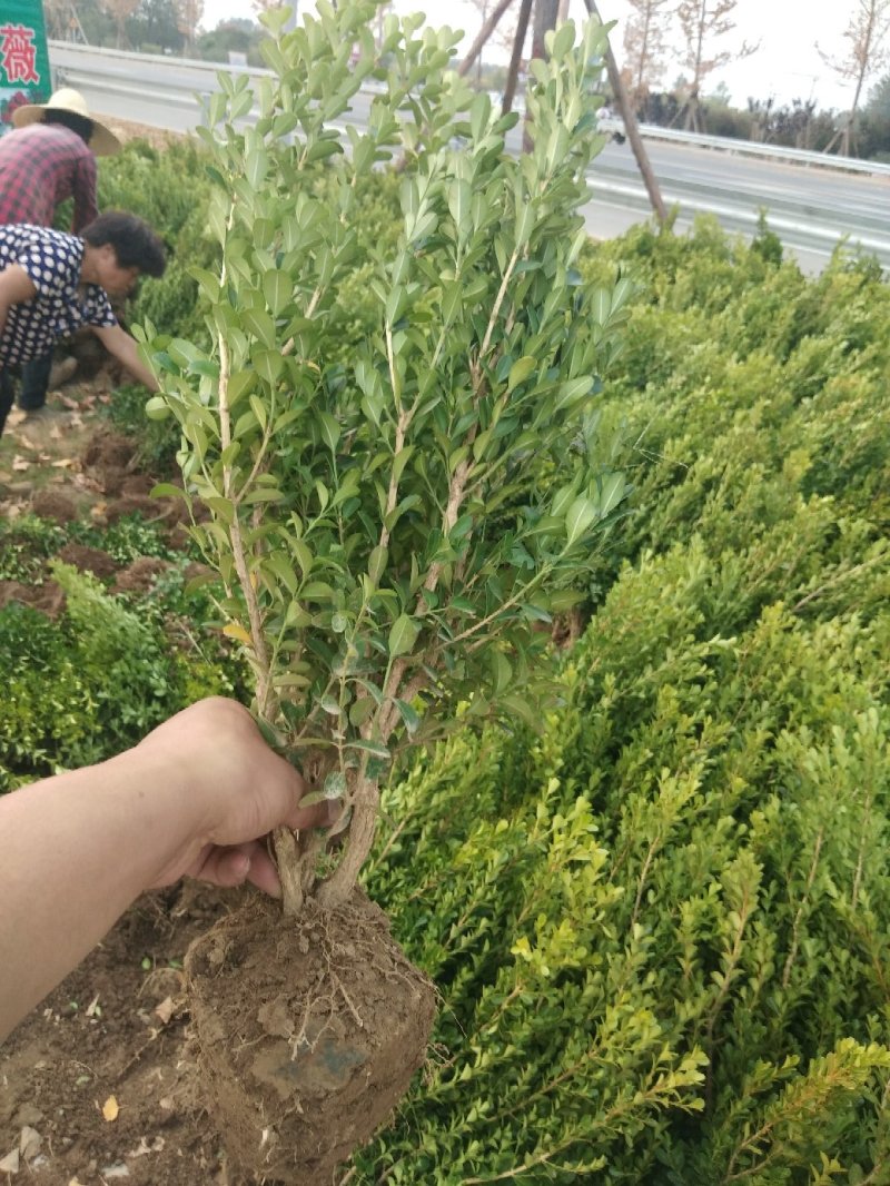 瓜子黄杨小叶黄杨，工程地被绿化苗木基地一手货源