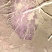 大紫薯（板薯），紫心，物美价廉