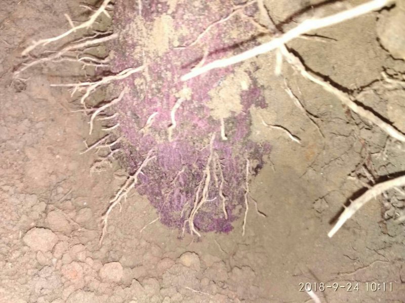 大紫薯（板薯），紫心，物美价廉