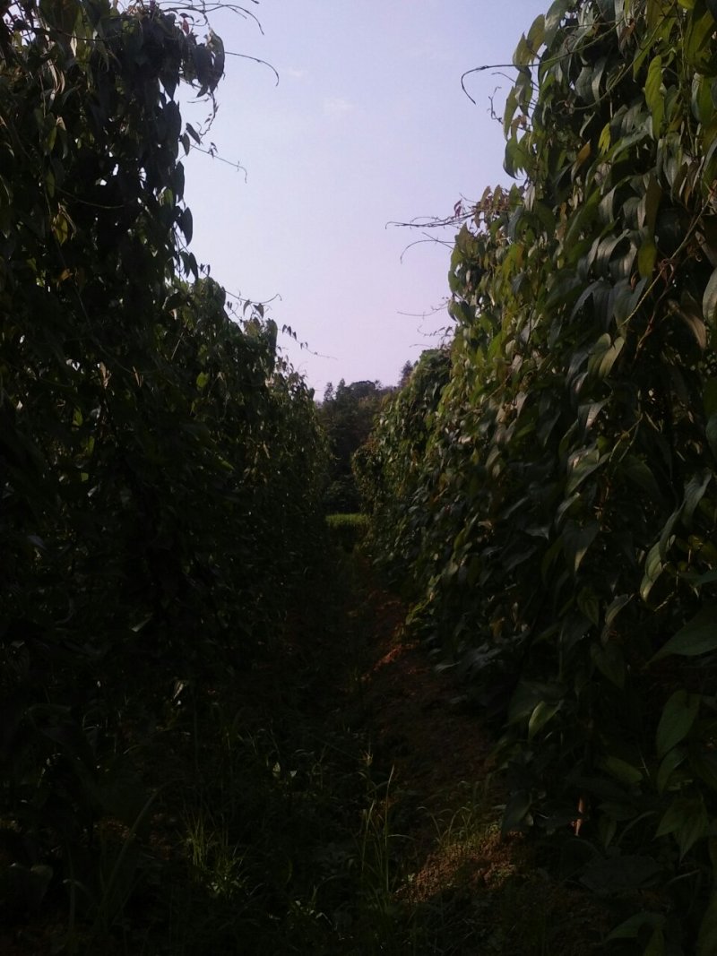 大紫薯（板薯），紫心，物美价廉