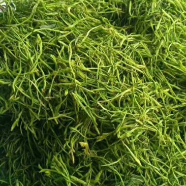 山银花中药材可药食两用产地四川无硫新货