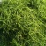 山银花中药材可药食两用产地四川无硫新货