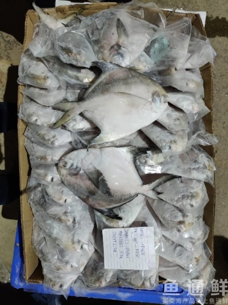 特大鲳鱼一般规格