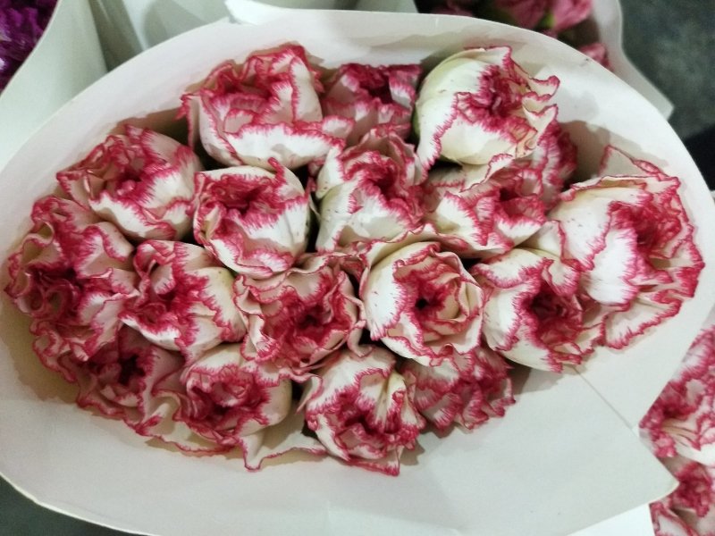 各色康乃馨，花头大，杆子粗，