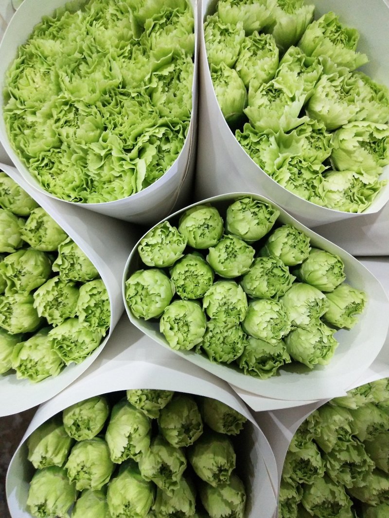 各色康乃馨，花头大，杆子粗，