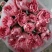 各色康乃馨，花头大，杆子粗，